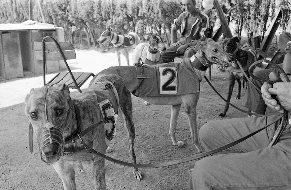 Greyhound Race in Barcelona